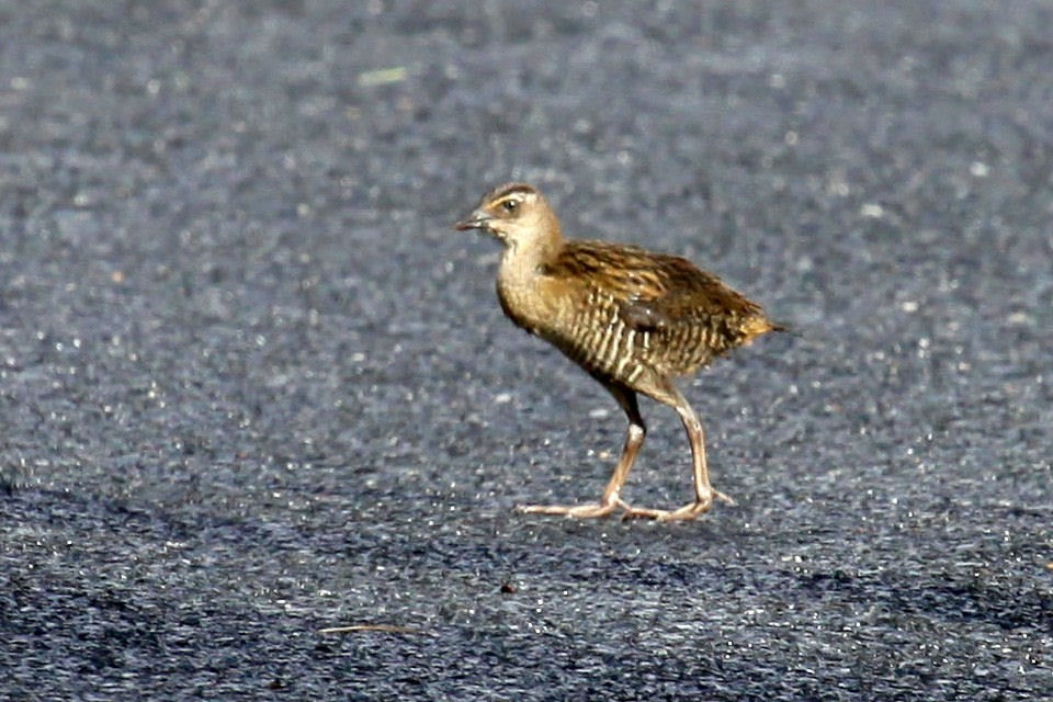 Buff-banded Rail (Gallirallus philippensis)